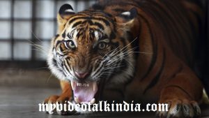 Viral Video Harimau Mengejar Pengendara Motor Di India