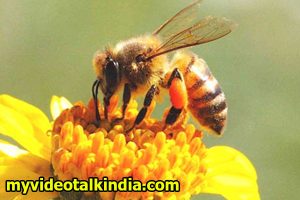 Fakta Menarik Tentang lebah Madu
